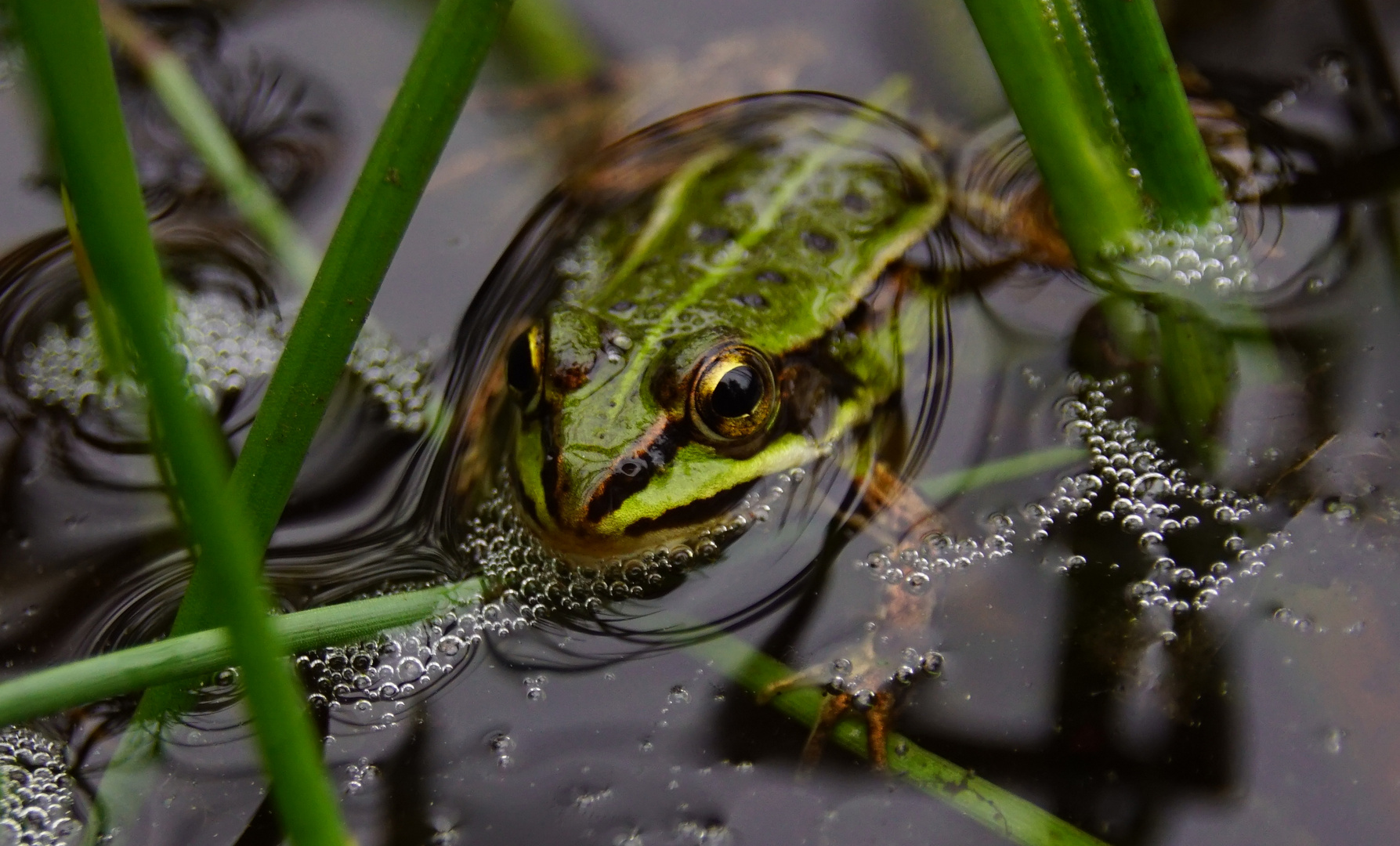 Wasserfrosch  (Rana esculenta)