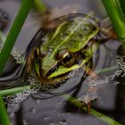 Wasserfrosch  (Rana esculenta)