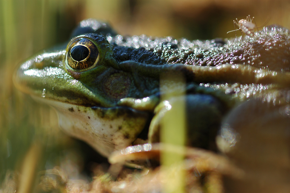 Wasserfrosch (Rana esculenta)