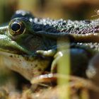 Wasserfrosch (Rana esculenta)