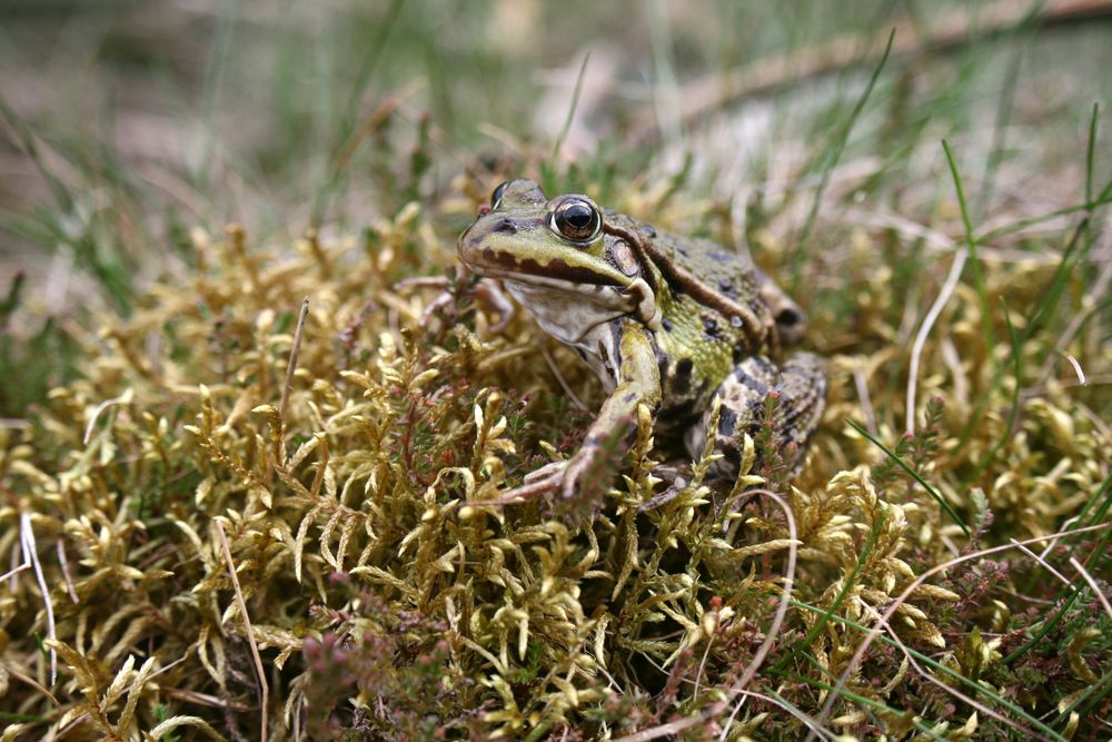 Wasserfrosch (Rana esculenta)