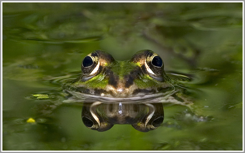 Wasserfrosch (Rana esculenta)