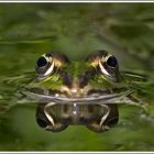 Wasserfrosch (Rana esculenta)