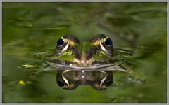 Wasserfrosch (Rana esculenta)