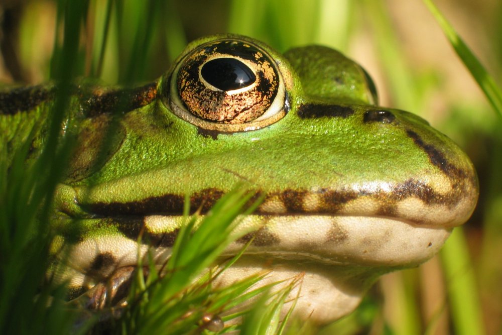 Wasserfrosch (Rana esculenta)