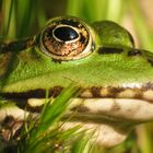 Wasserfrosch (Rana esculenta)