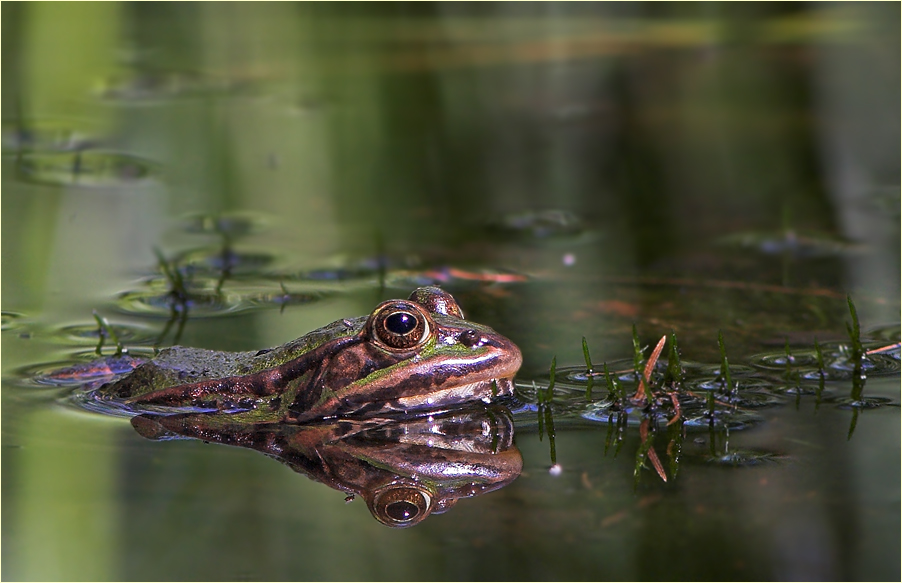 Wasserfrosch, Rana esculenta