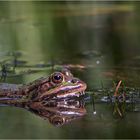 Wasserfrosch, Rana esculenta