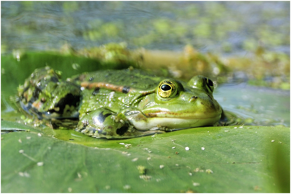 Wasserfrosch (Rana esculenta)