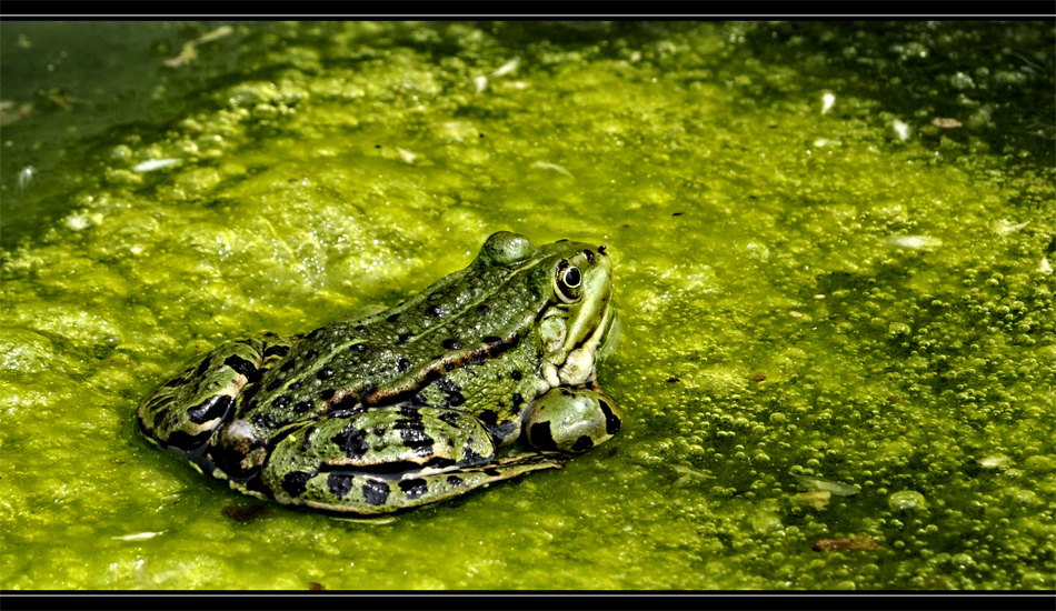 Wasserfrosch (Rana esculenta)