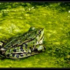 Wasserfrosch (Rana esculenta)