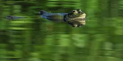 Wasserfrosch (Rana esculenta ) am kleinen Heidesee bei Kirchhellen