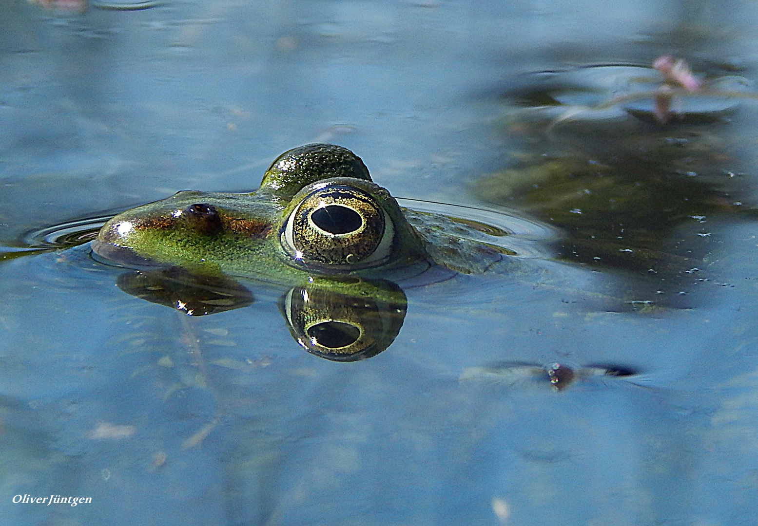 Wasserfrosch (Rana lessonae) 2