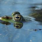 Wasserfrosch (Rana lessonae) 2