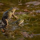 Wasserfrosch-Romanze...