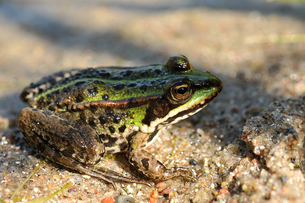 Wasserfrosch - Siesta