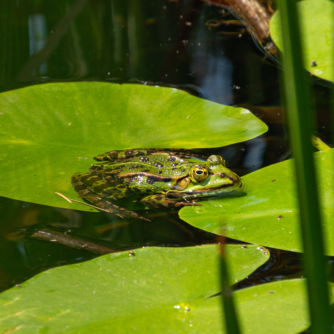 Wasserfrosch Teichfrosch