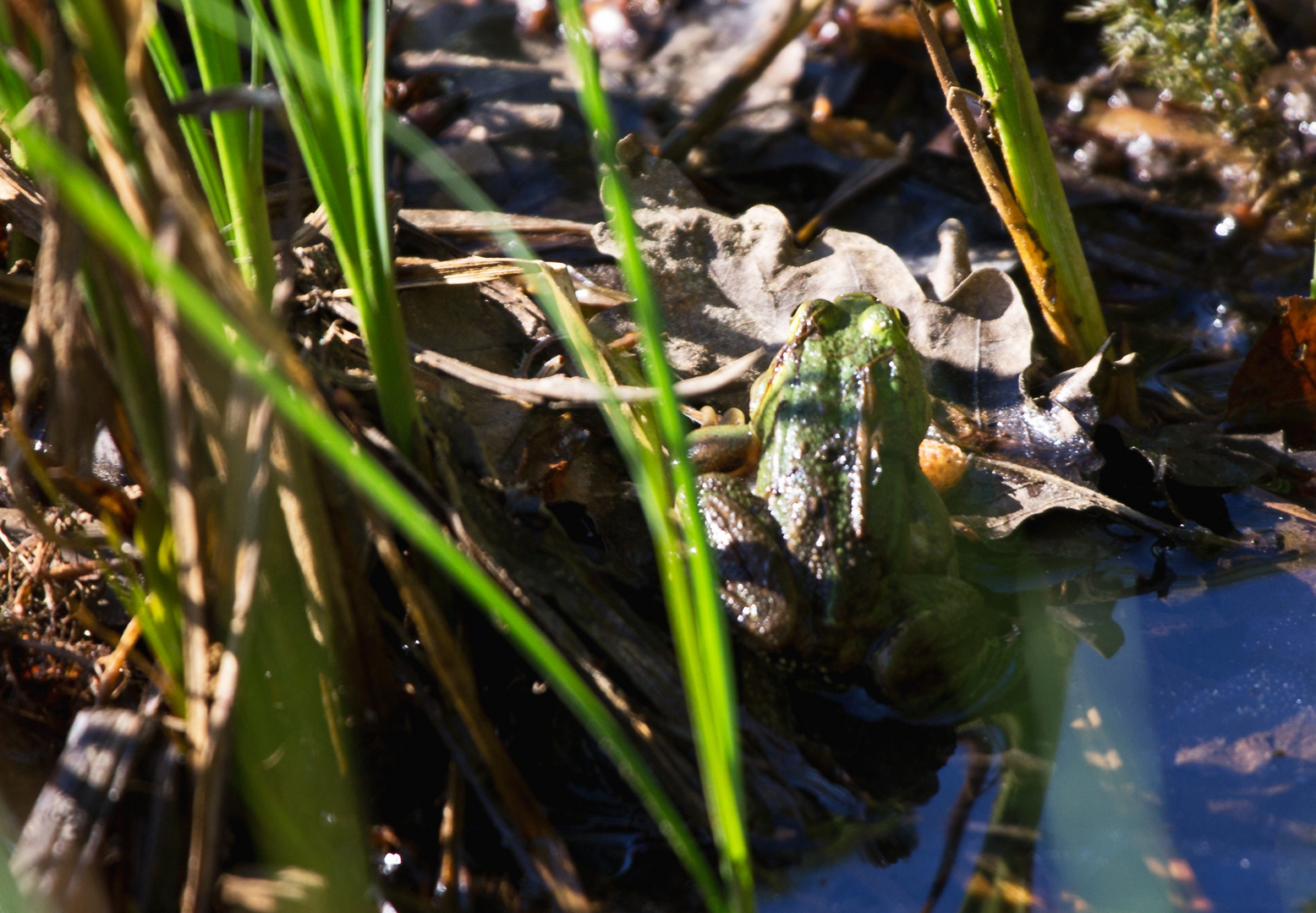 Wasserfrosch und Eier