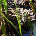 Wasserfrosch und Eier