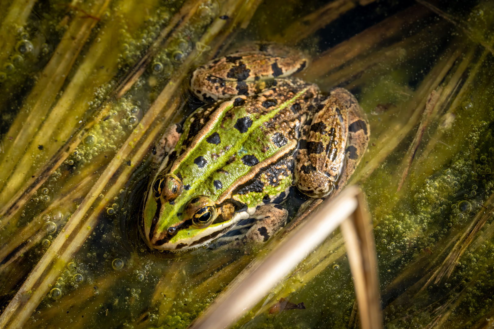 Wasserfrosch1