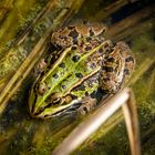 Wasserfrosch1