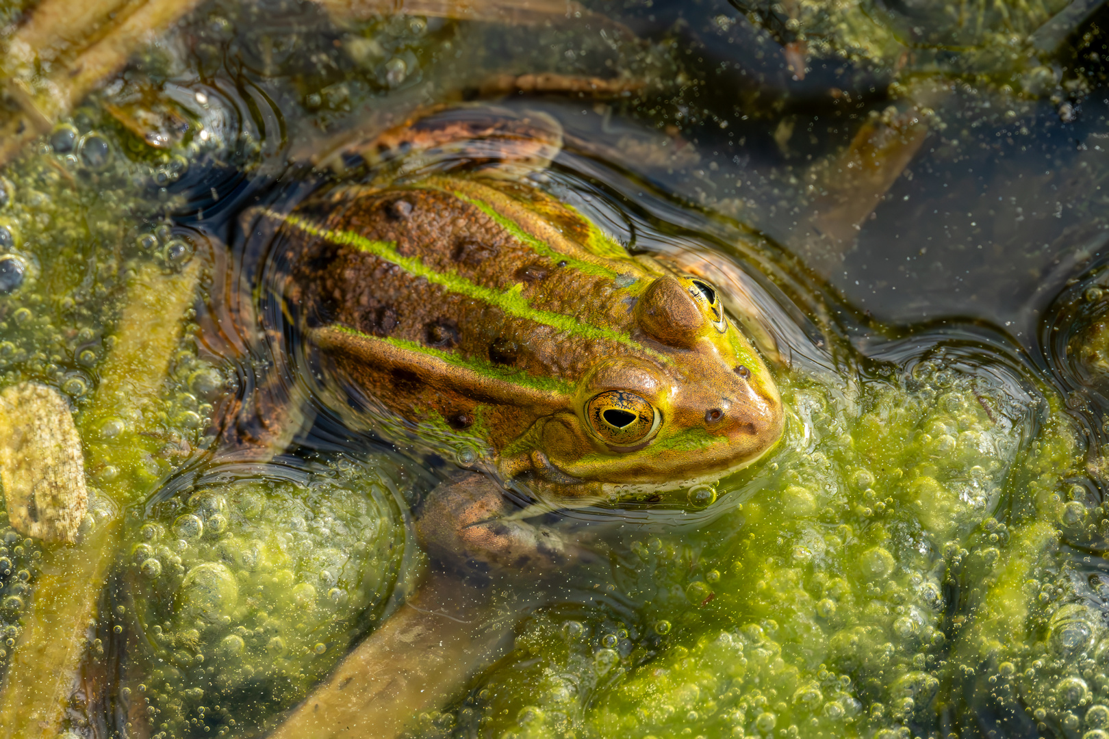 Wasserfrosch2