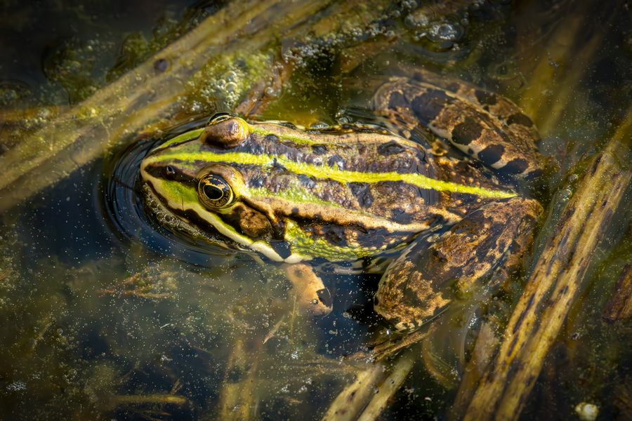 Wasserfrosch4