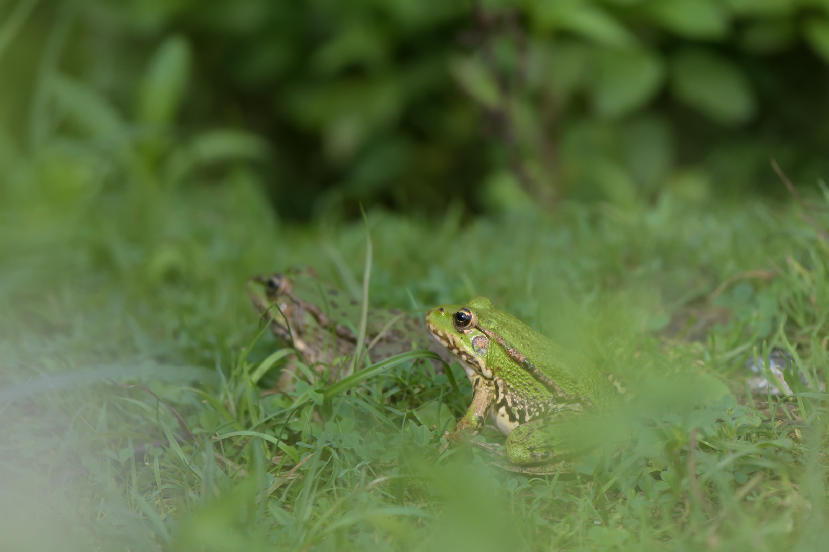 Wasserfroschpaar Eijsden 15.08.2020