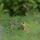 Wasserfroschpaar Eijsden 15.08.2020