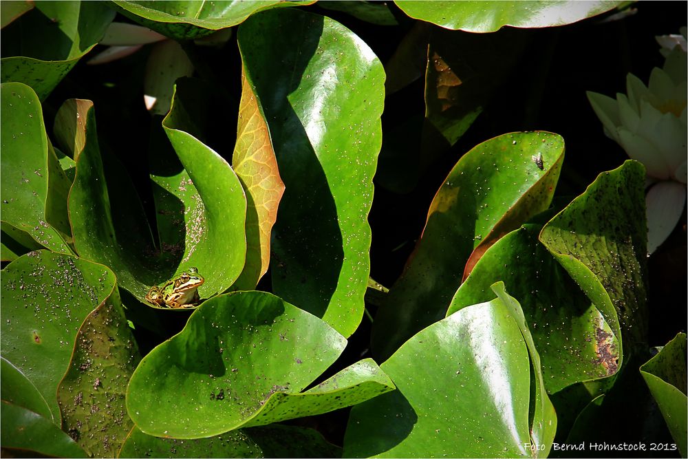 Wasserfroschversteck ....