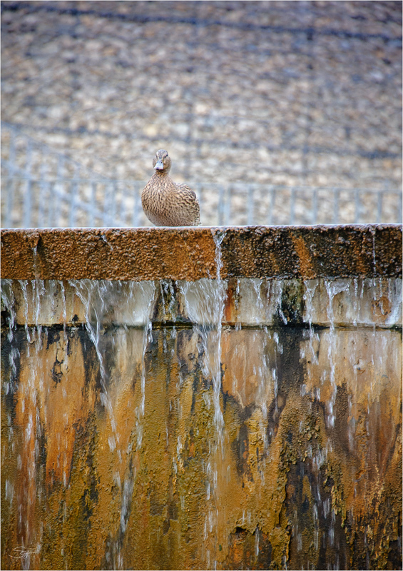 Wassergarten [03]