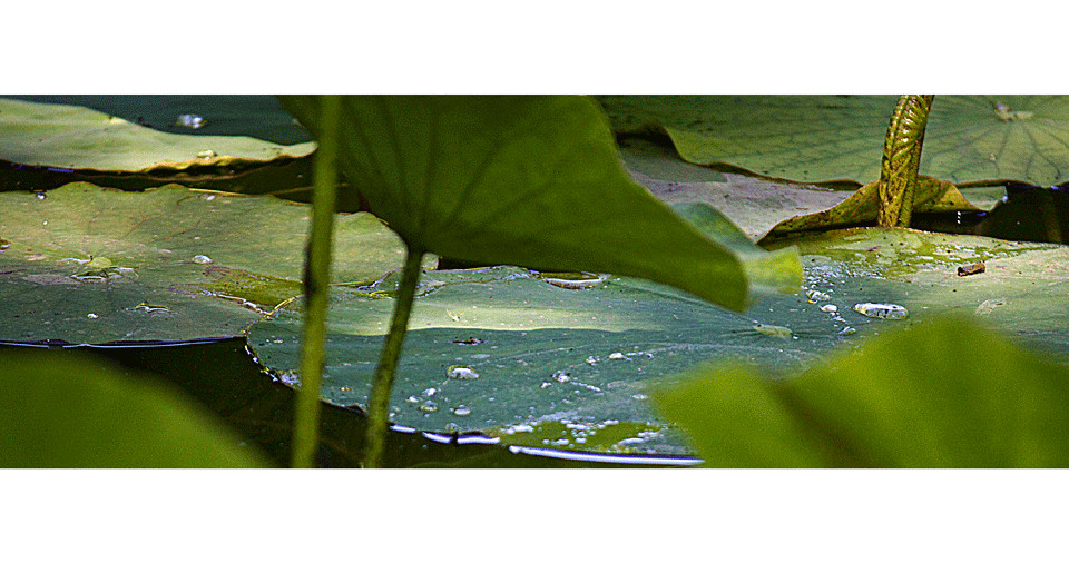 Wassergarten