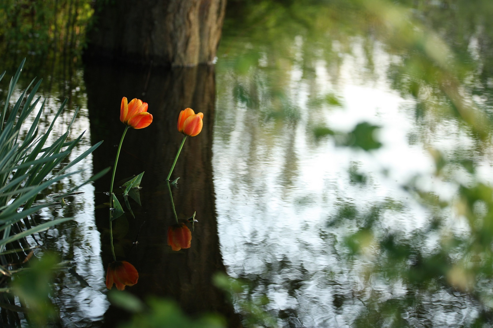 Wassergarten