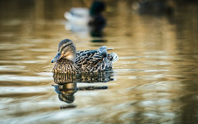 Wassergarten Ente (Landsweiler -Reden)