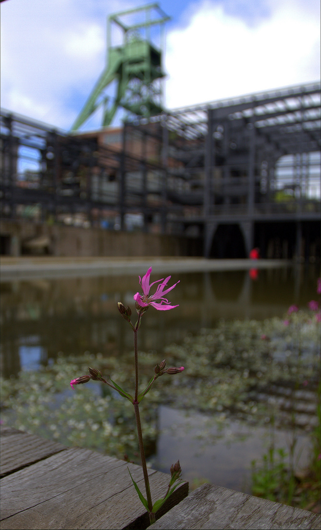 Wassergarten - Wildblume