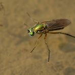 Wassergefüllte Fahrspuren im Wald: Eine kleine Wunderwelt für sich 03