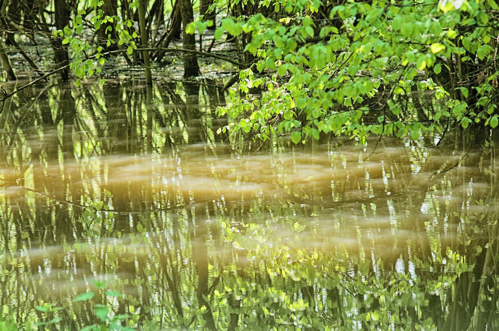 Wassergeister im Illwald