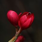 Wassergladiole