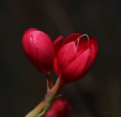 Wassergladiole