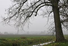 Wassergräben im Ried 02