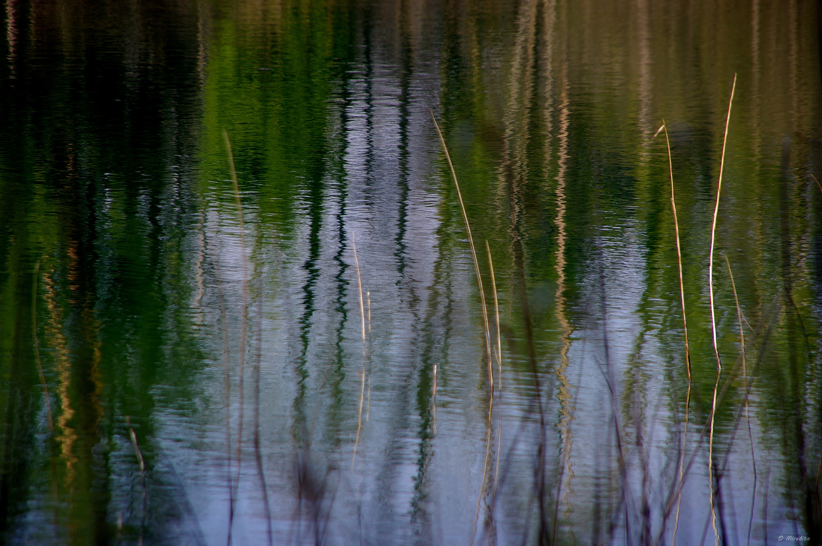 Wassergräser