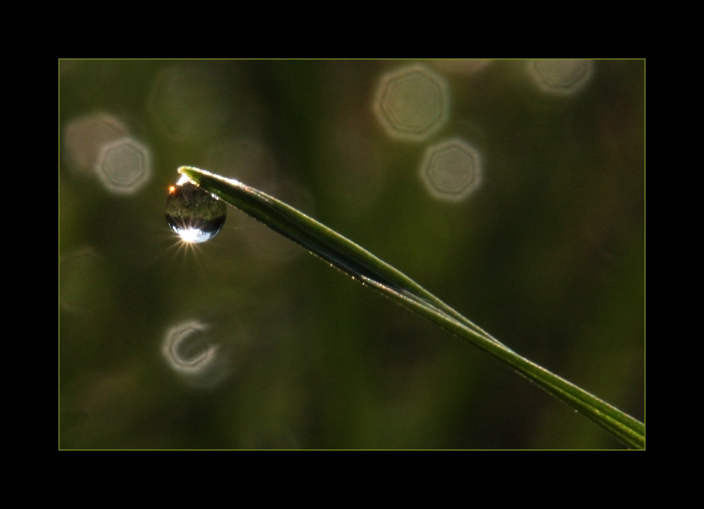 WASSERgras