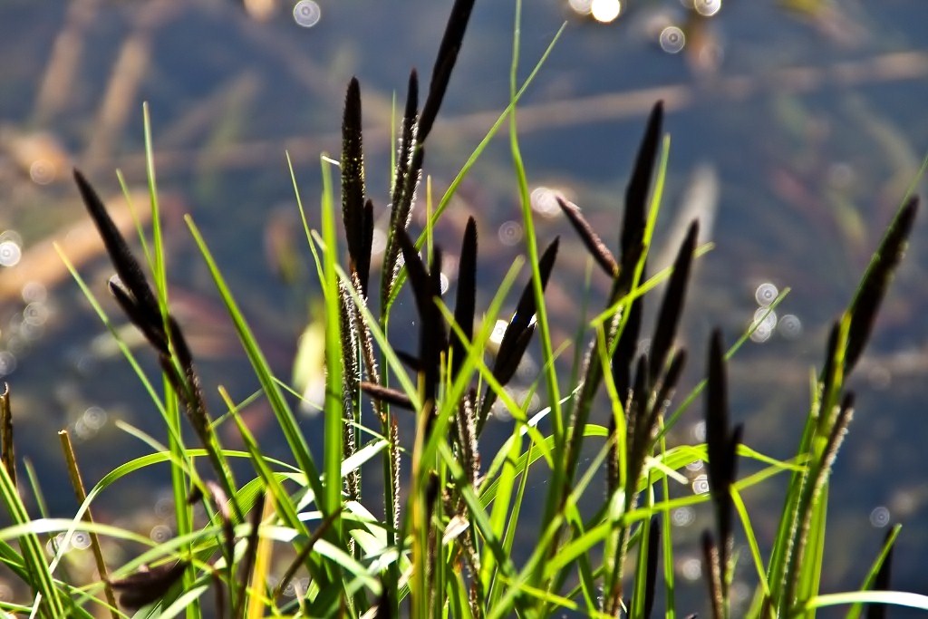 Wassergras