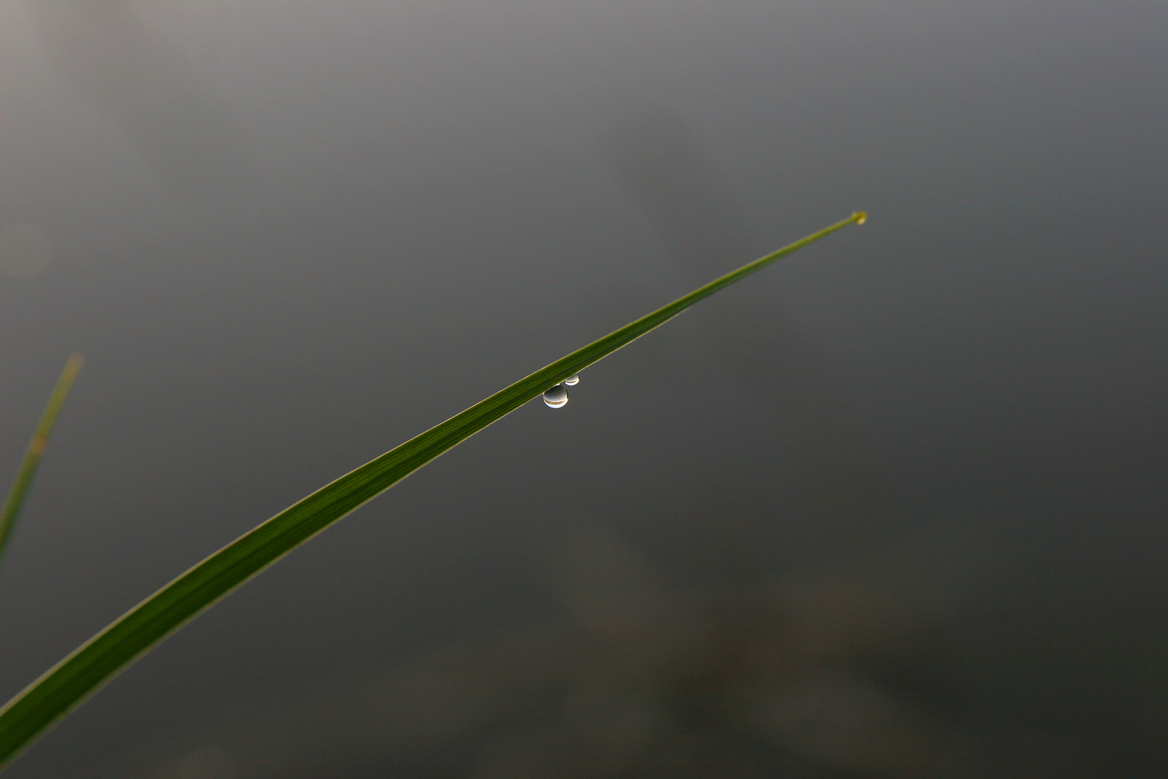 °°°°°°wassergrastropfen°°°°°°