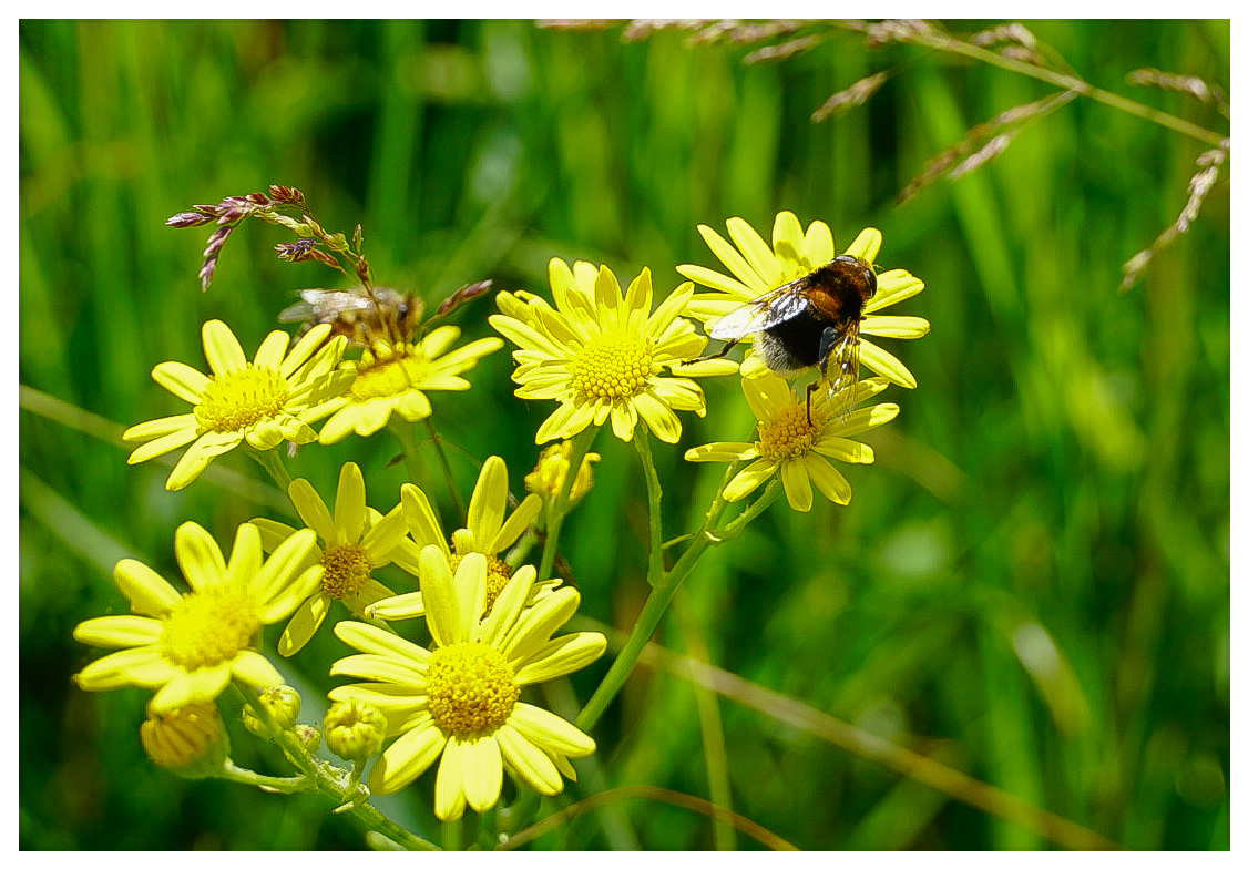 Wassergreiskraut mit Hummel-Keilfleckschwebfliege