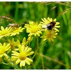 Wassergreiskraut mit Hummel-Keilfleckschwebfliege