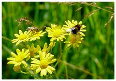 Wassergreiskraut mit Hummel-Keilfleckschwebfliege