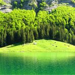 wassergrün . wiesengrün . tannengrün . buchengrün