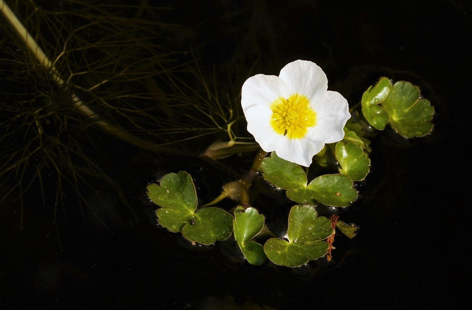 Wasserhahnenfuß Foto & Bild teich, natur, landschaft Bilder auf
