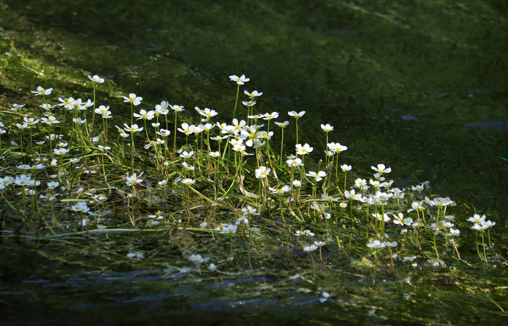 Wasserhahnenfuß